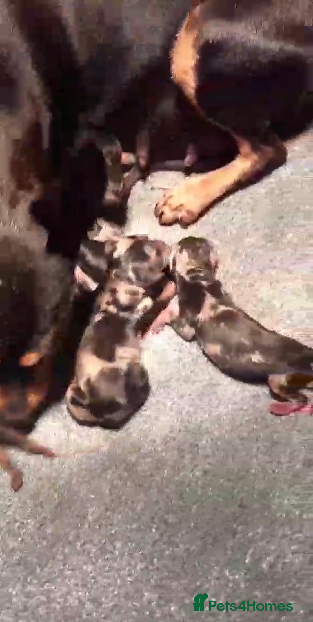 Miniature Pinscher dogs for sale: Gorgeous Rare miniature pinscher puppies for sale - Advert 9