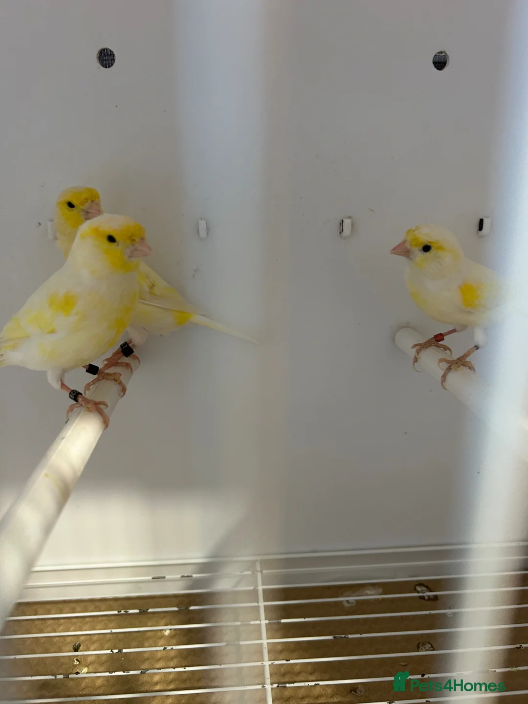 Canaries birds for sale: Yellow dimorphic canaries  - Advert 1