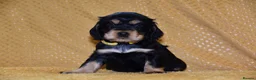 Cocker Spaniel dogs for sale: Show Type Kc Reg Cocker Spaniel Puppies - Advert 3