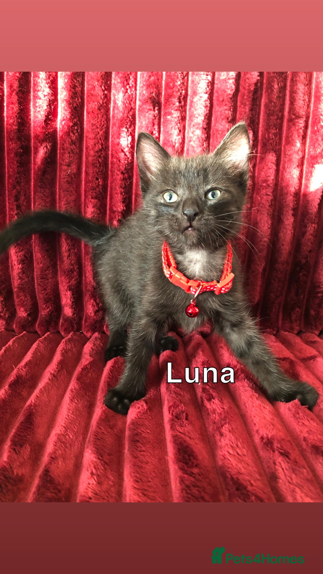 Mixed Breed cats for sale: Black / Brown And White Kittens - Advert 16