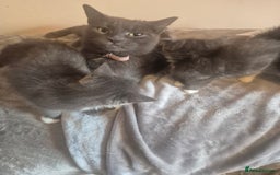 Russian Blue cats for sale: Blue Russian mixed - Image 9