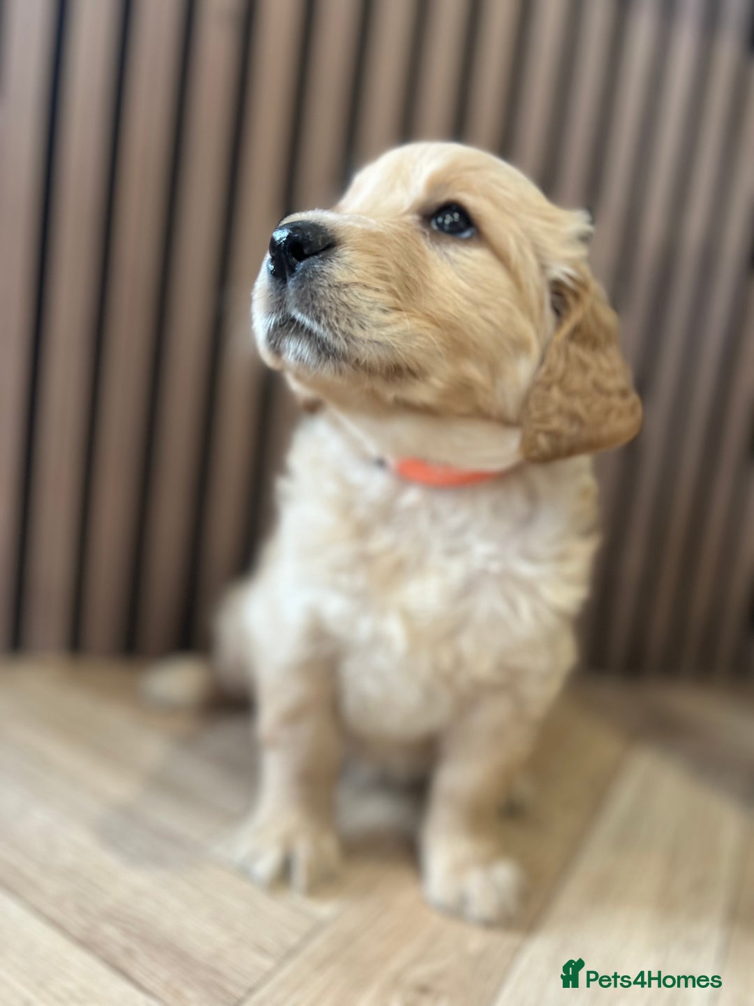 Mixed Breed dogs for sale: Golden mountain doodles  - Advert 7