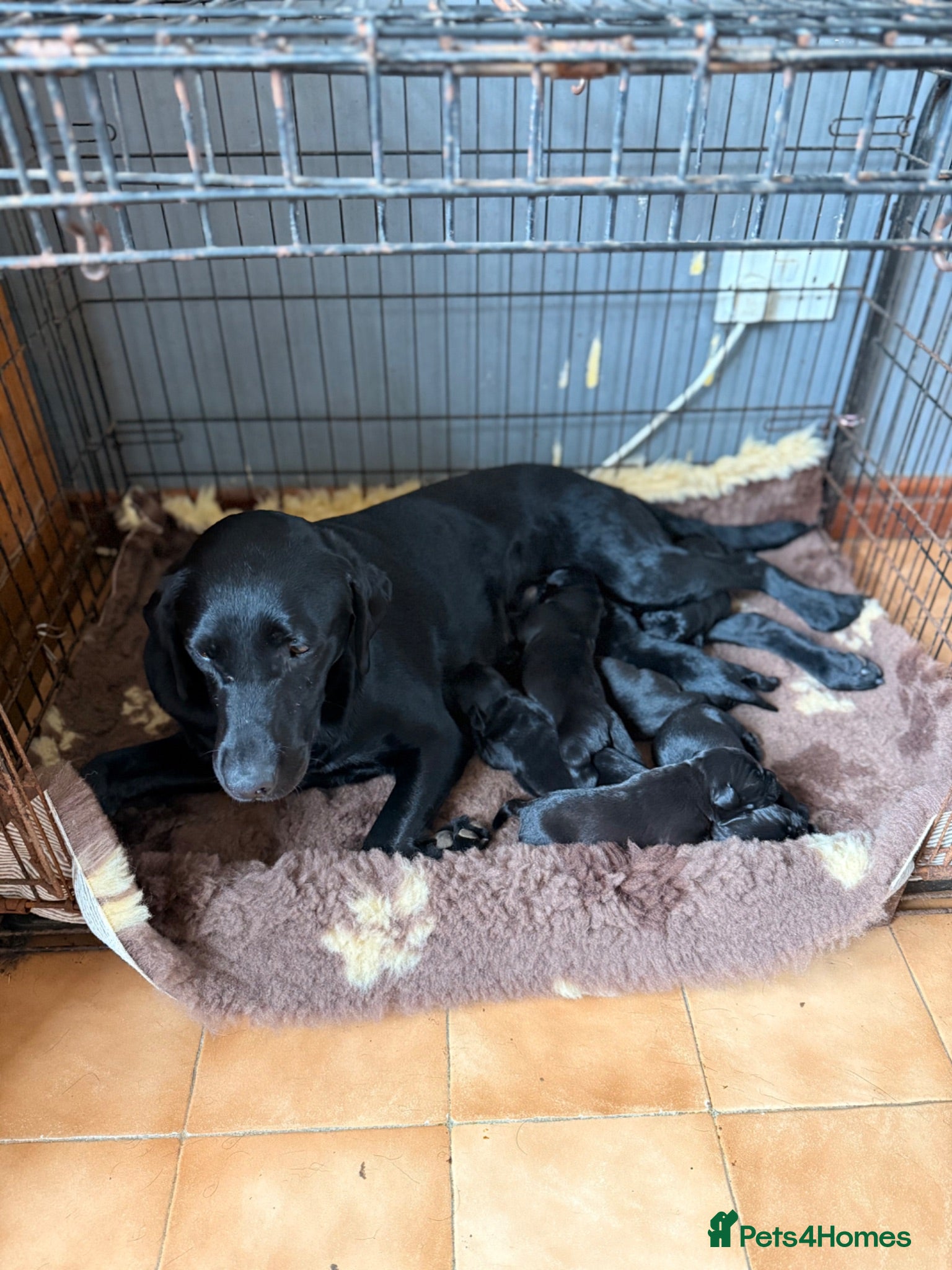 Labrador Retriever dogs Gorgeous KC Black Labrador pups for sale - Advert 1