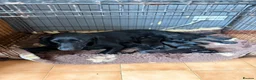 Labrador Retriever dogs for sale: Gorgeous KC Black Labrador pups for sale in Saltburn-by-the-Sea - Advert 1