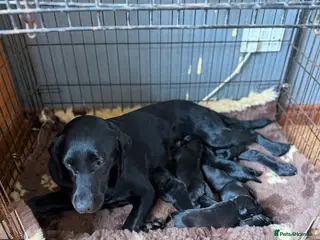 Labrador Retriever dogs Gorgeous KC Black Labrador pups for sale - Advert 1