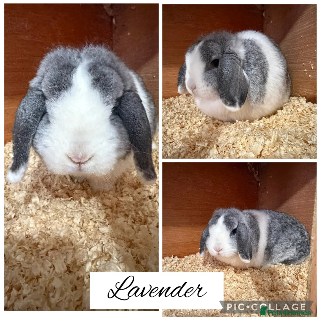 Mini Lop rabbits for sale: Pure bred mini lops  - Advert 5