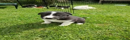 Border Collie dogs for sale: Stunning Collie puppies from working parents in Belper - Advert 12