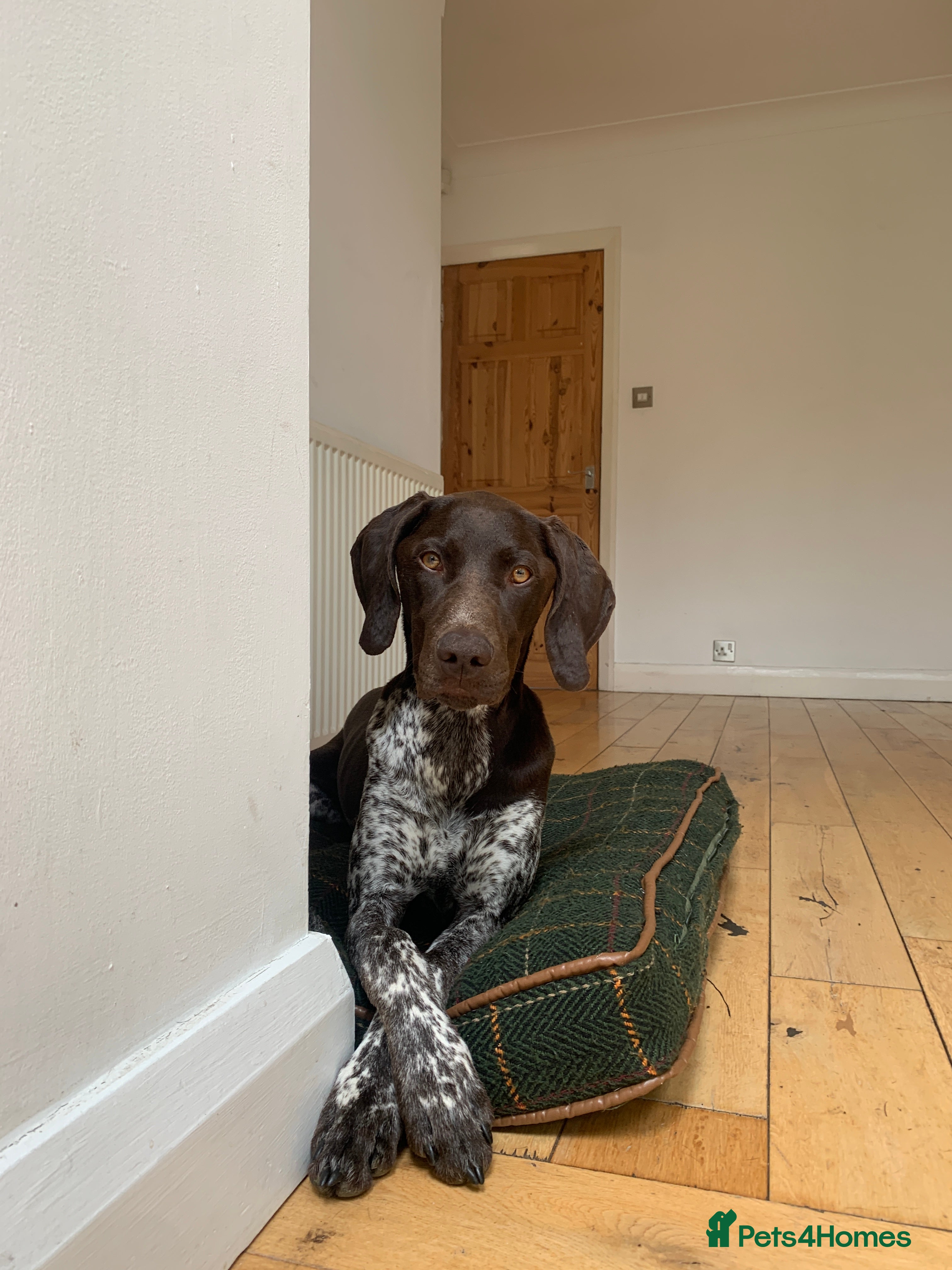 German Shorthaired Pointer dogs  Loving Home Needed for Our Beautiful GSP - Advert 1