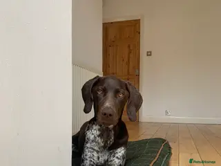 German Shorthaired Pointer dogs Loving Home Needed for Our Beautiful GSP - Advert 1