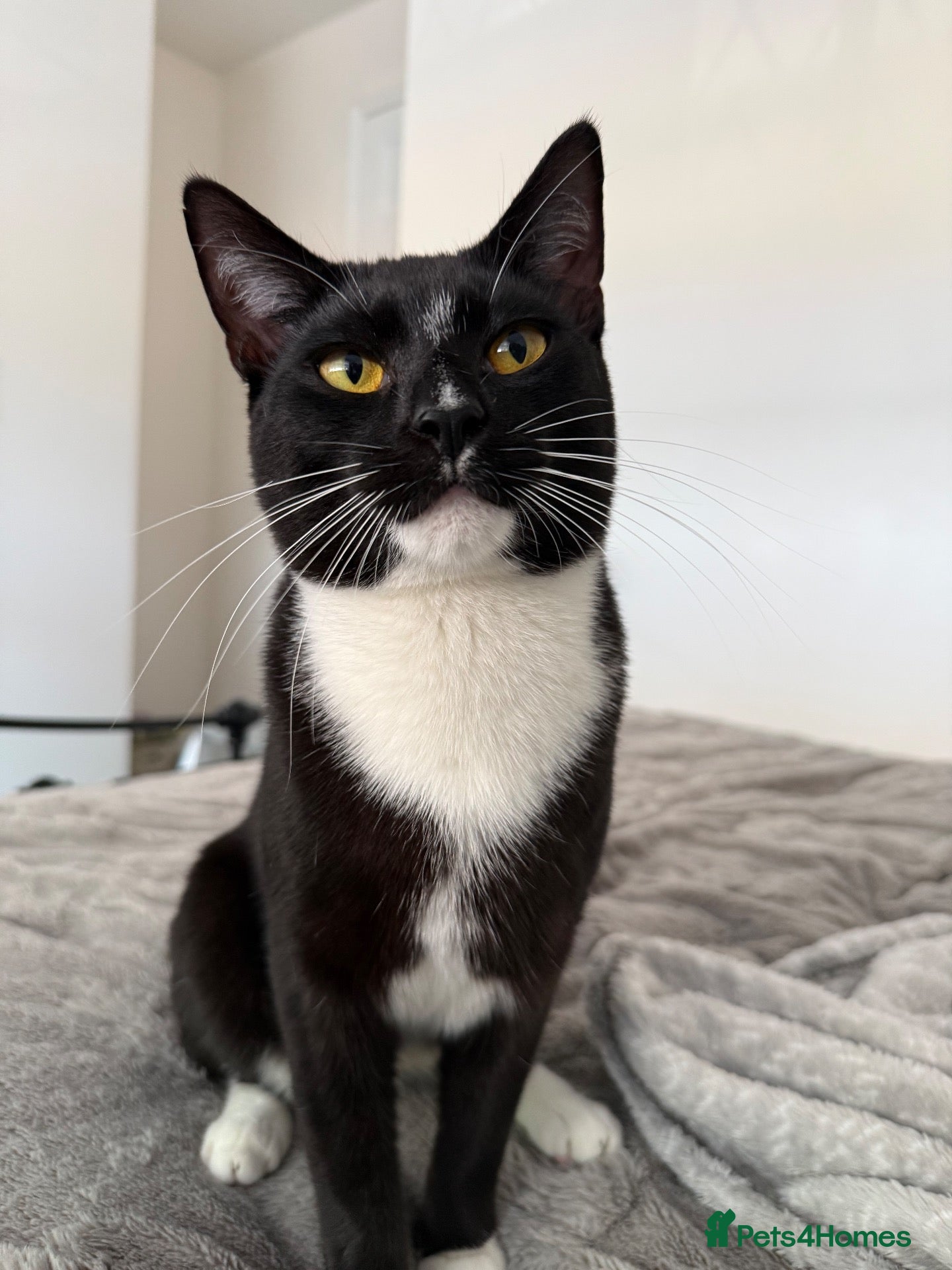 Mixed Breed cats  Kano - The Sweetest, Most Loving Soul - Advert 3