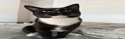 Mixed Breed cats for sale:  Kano - The Sweetest, Most Loving Soul - Advert 1