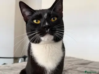 Mixed Breed cats Kano - The Sweetest, Most Loving Soul - Advert 3