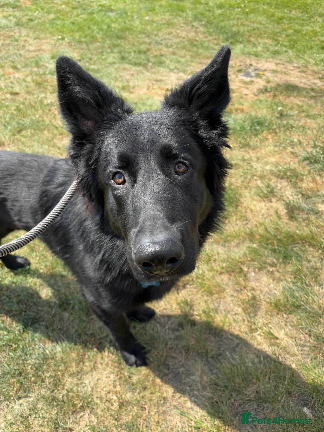 German Shepherd dogs for sale: Ace - Male German Shepherd (1 yr old) - Advert 1