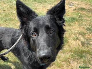 German Shepherd dogs Ace - Male German Shepherd (1 yr old) - Advert 1