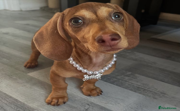 Dachshund dogs - Advert 12