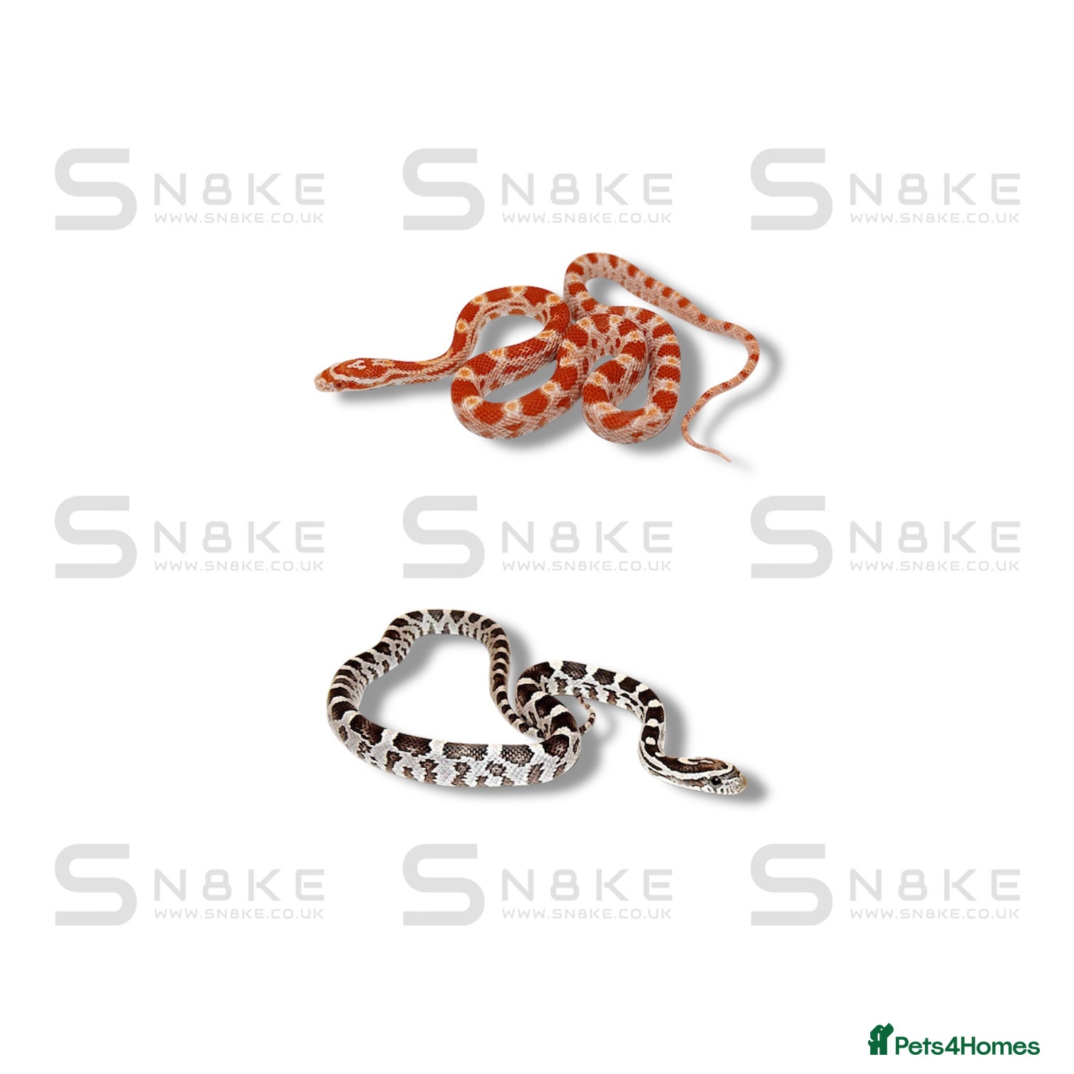 Corn Snake reptiles CORN SNAKE BABYS - Advert 3