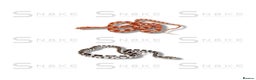 Corn Snake reptiles for sale: Corn Snakes - Advert 1