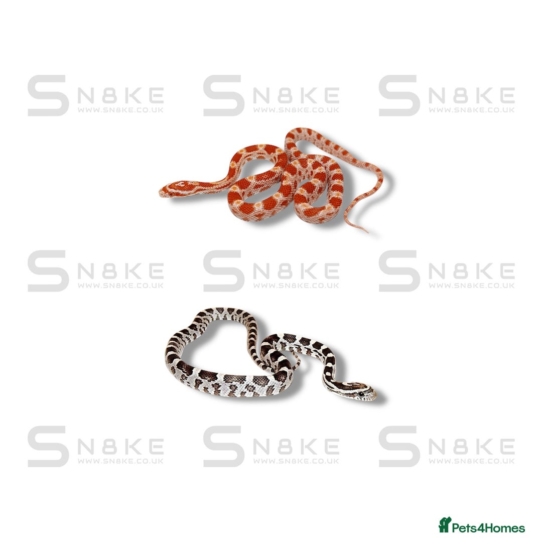 Corn Snake reptiles for sale: Corn Snakes - Advert 1