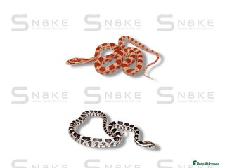 Corn Snake reptiles Corn Snakes - Advert 2