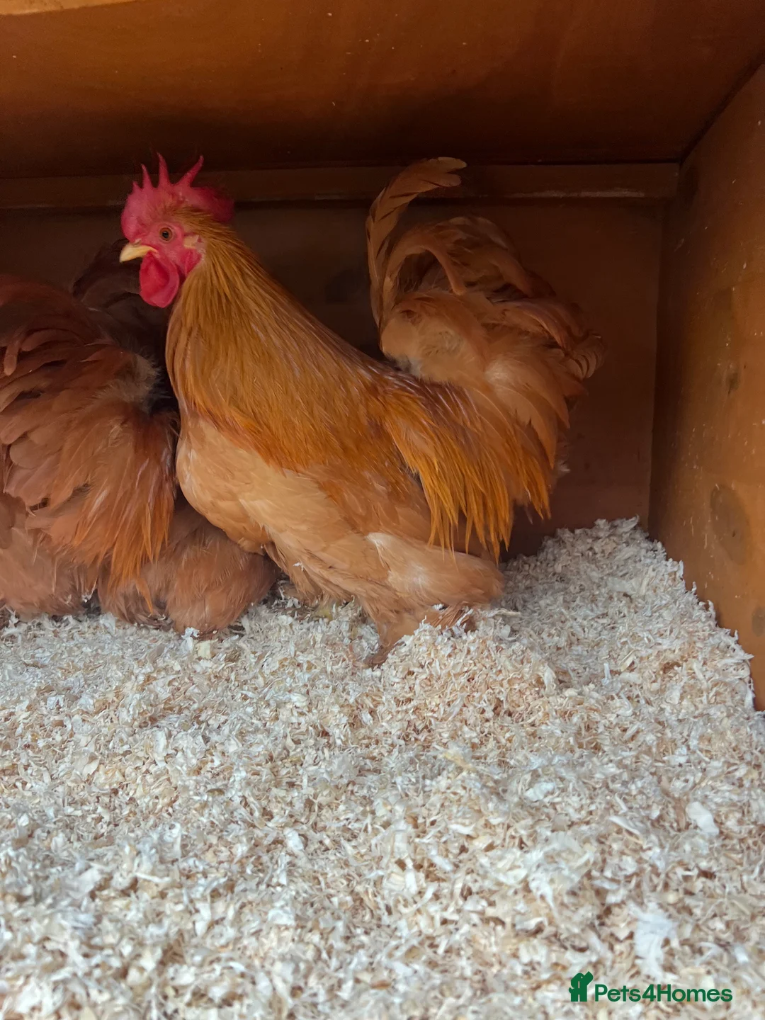 Chickens poultry for sale: 3 buff Pekin Cockerels - Advert 3