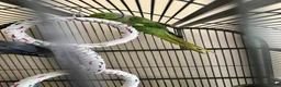 Ringnecks birds for sale: Male & Female Indian Ringneck - Advert 4