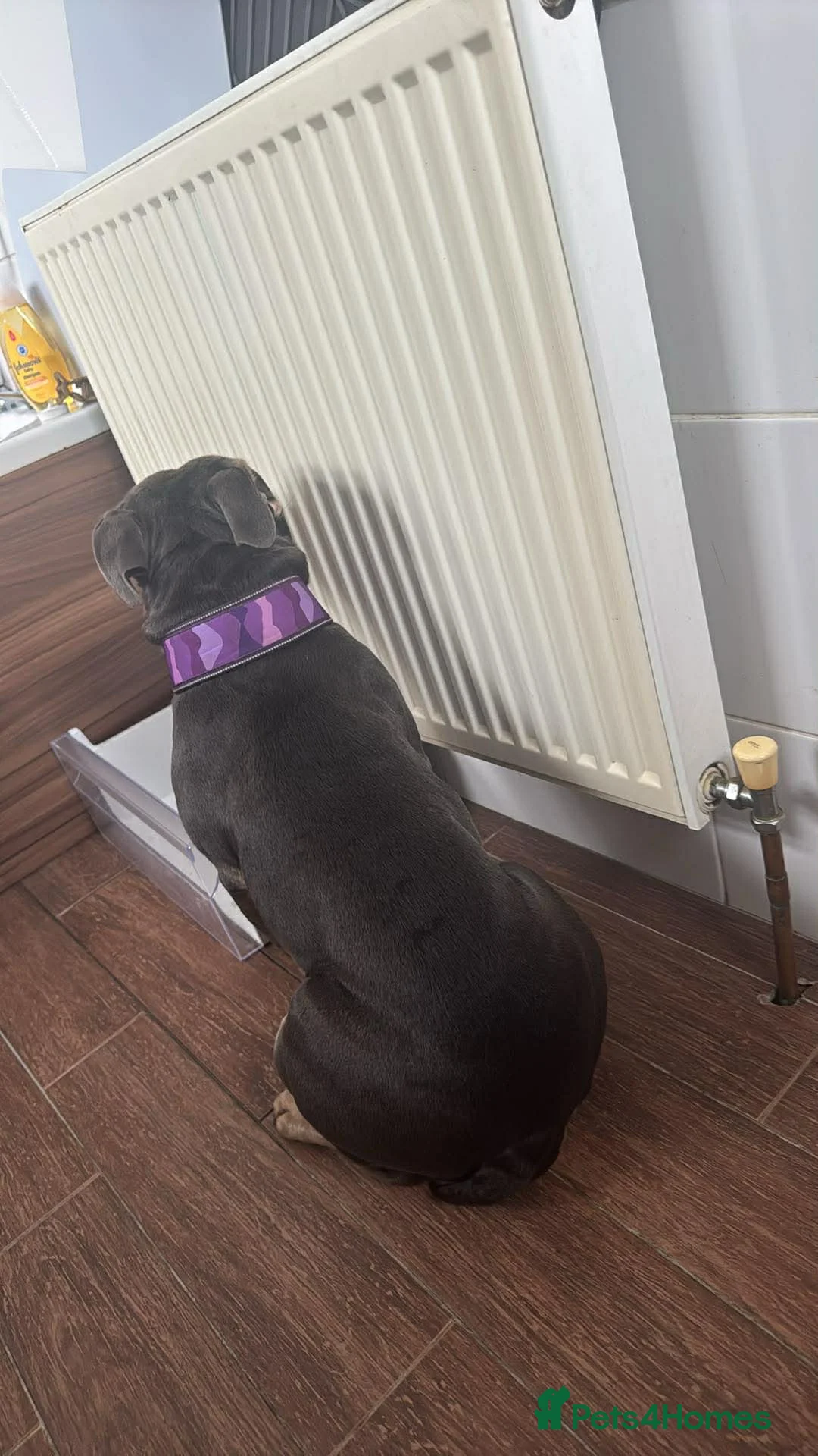 American Bully dogs for sale: Beautiful girl micro exotic bully  in Sheffield - Advert 2