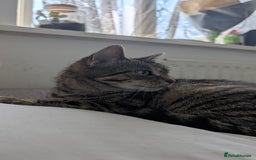 Mixed Breed cats for sale: Female Tabby Cat, 10 years old. - Image 2