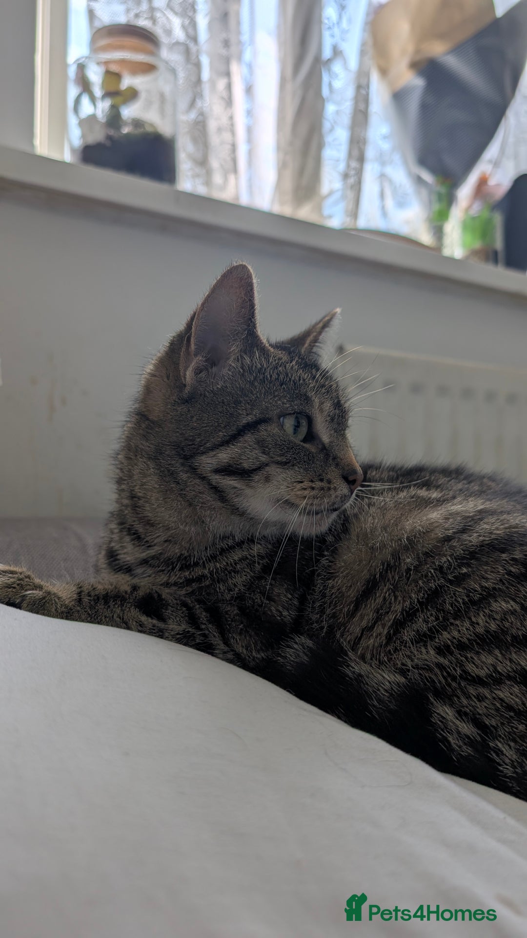 Mixed Breed cats for sale: Female Tabby Cat, 10 years old. - Image 2