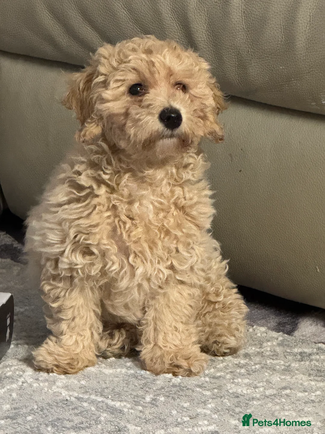 Poochon dogs for sale: Female poochon ready to leave  - Advert 2