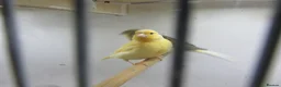Canaries birds for sale: Young canary chicks for sale aviary bred in St. Neots - Advert 8