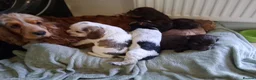 Cocker Spaniel dogs for sale: Beautiful KC Reg Show-Cocker Spaniel puppies  in Doncaster - Advert 23