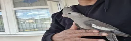 Cockatiels birds for sale: Super hand tamed baby cockatiels  - Advert 5
