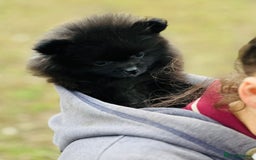 Pomeranian dogs for sale: Perfect poms - Image 1