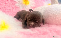 Cocker Spaniel dogs for sale: Stunning litter of show cocker spaniels  - Image 33