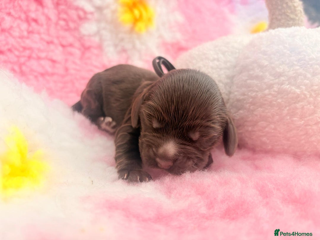 Cocker Spaniel dogs for sale: Stunning litter of show cocker spaniels  - Image 33