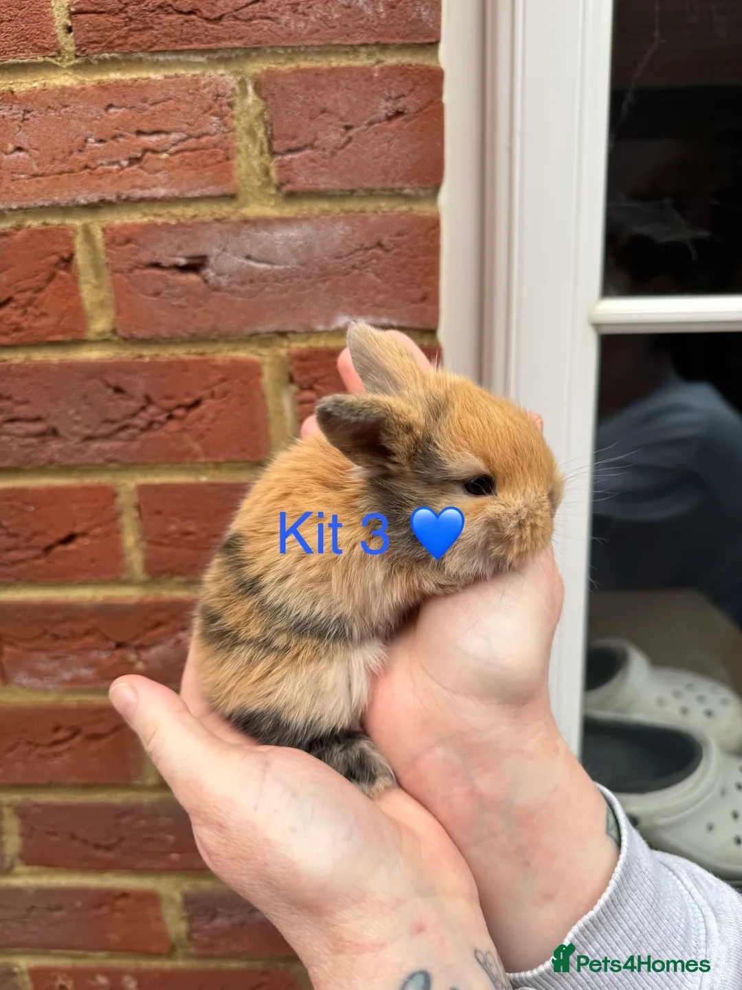 Mini Lop rabbits for sale: Purebred mini lop bucks 🐰💙 - Advert 1