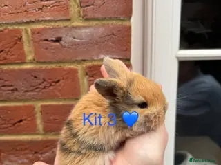 Mini Lop rabbits Purebred mini lop bucks 🐰💙 - Advert 4