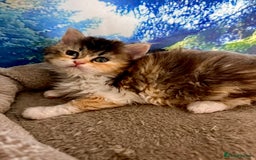 Selkirk Rex cats for sale: Gorgeous Selkirk Rex kittens - Image 25