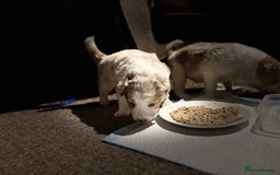 Border Collie dogs for sale: Only one girl left. - Image 23