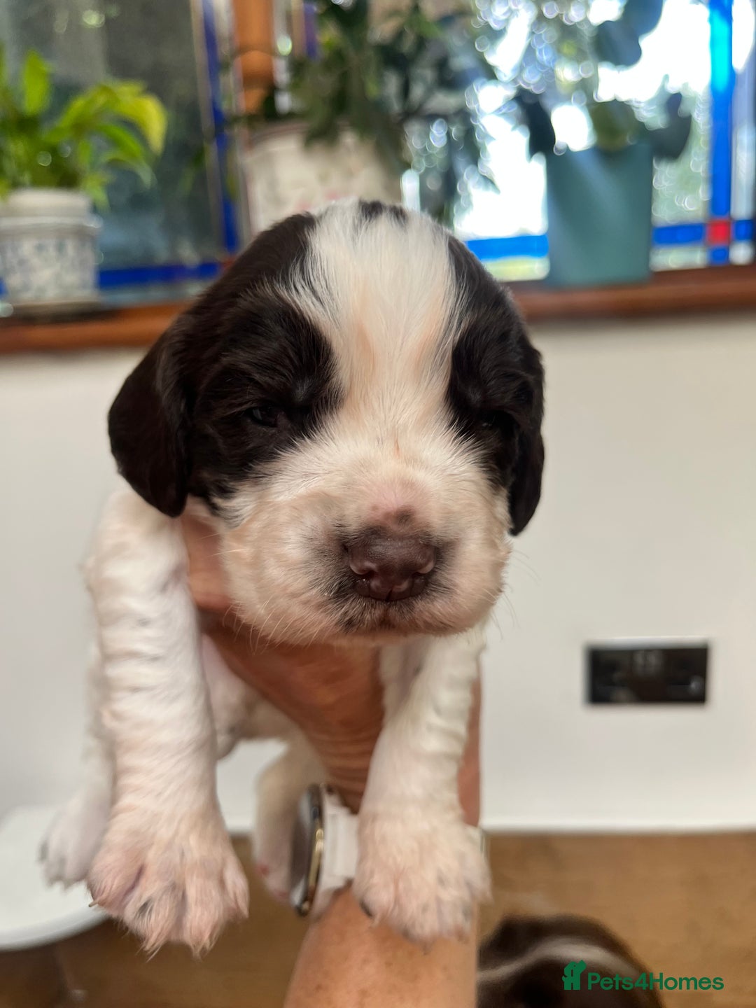 English Springer Spaniel dogs for sale: ENGLISH SPRINGER SPANIELS - Image 4