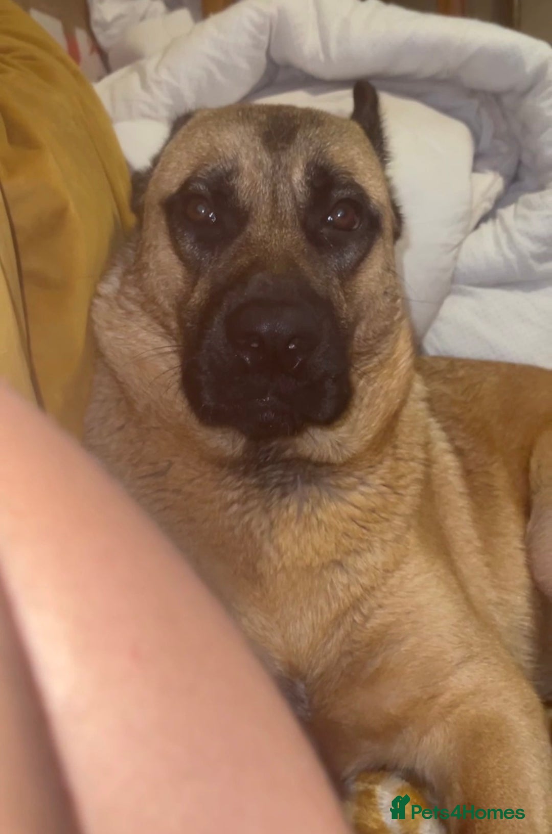 Mixed Breed dogs for sale: Rehoming And looking for a forever home - Advert 4