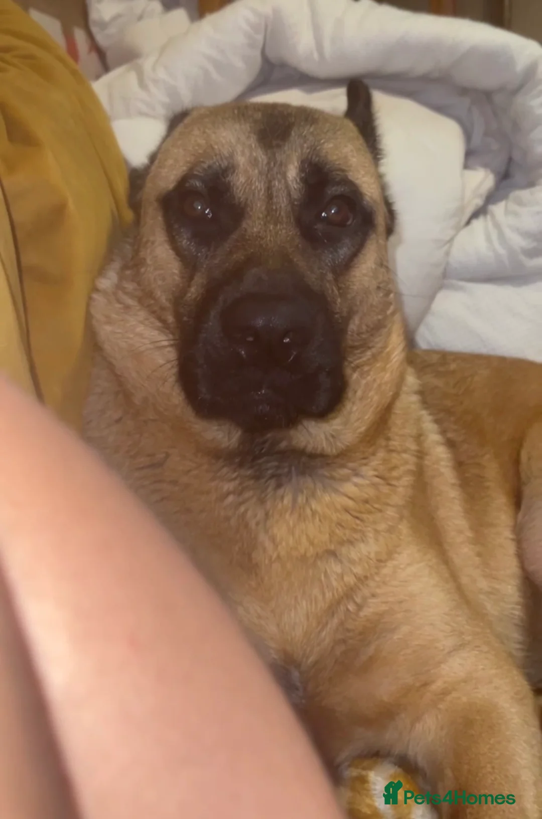 Mixed Breed dogs for sale: Rehoming And looking for a forever home - Advert 4