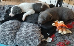 Whippet dogs for sale: Beautiful blue whippet puppy - Image 8