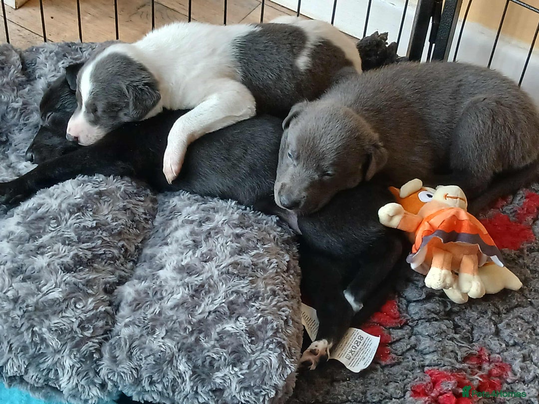 Whippet dogs for sale: Beautiful blue whippet puppy - Image 8