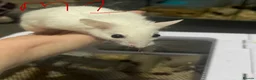 Mouse rodents for sale: Multimammates  - Advert 21