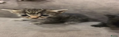 Mixed Breed Kitten 4