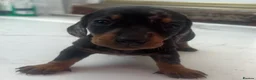 Dachshund dogs for sale: Dachshund puppies - Advert 2