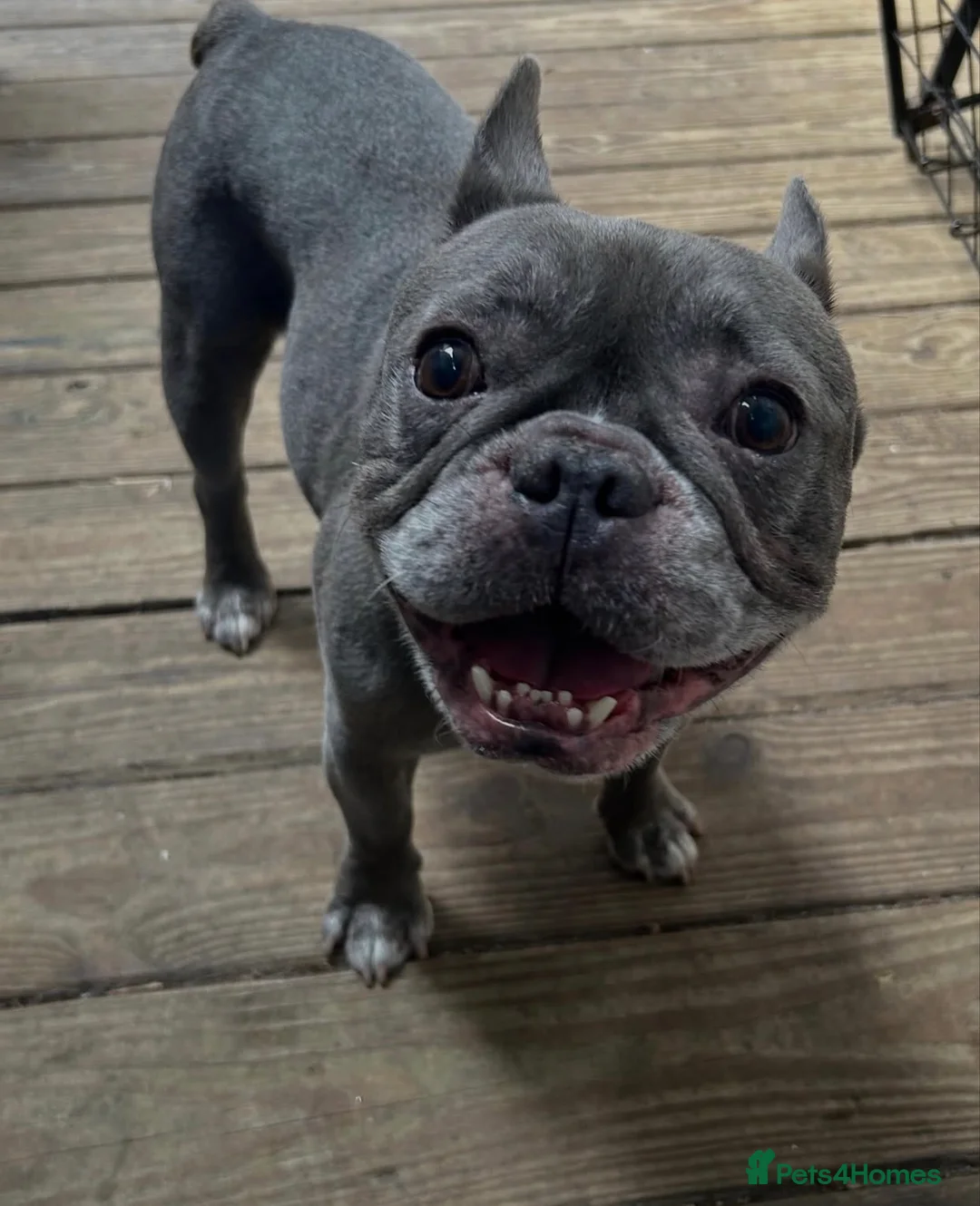 French Bulldog dogs for sale: French bulldog  in London - Advert 1
