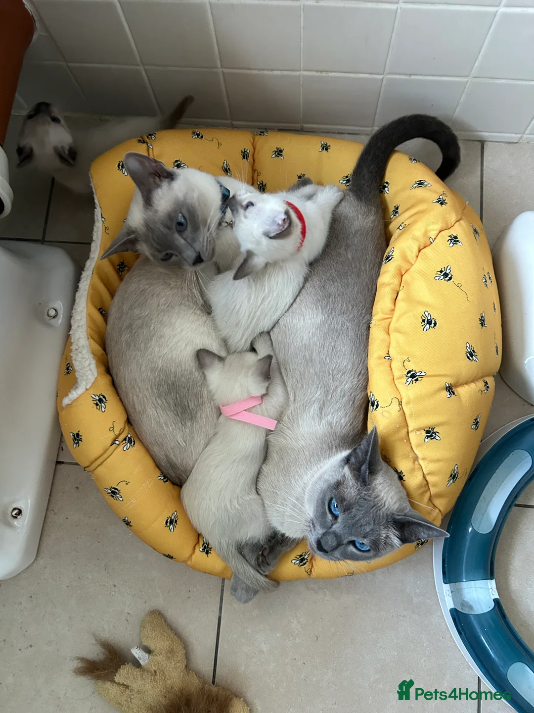 Siamese cats for sale: Orthodox Siamese - Advert 1