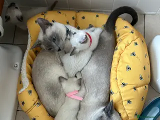 Siamese cats Orthodox Siamese - Advert 17